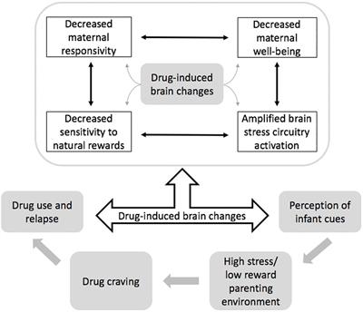 The Value of Mechanistic Experiments to Target the Shared Neural Circuitry of Parenting and Addiction: The Potential for Video Feedback Interventions